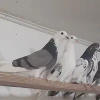 کفتر۴۰نروماده عالی جنس پرشی صاف بعلت جایکجافقط