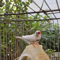فنچ خانگی و جوان