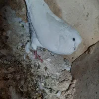 کفتر