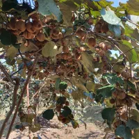 فروش کیوی هایوارد|خوردنی و آشامیدنی|بندر انزلی, چهارفریضه|دیوار