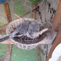 کبوتر تزیینی  نروماده