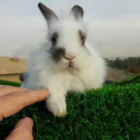 خرگوش|موش و خرگوش|ارومیه, |دیوار