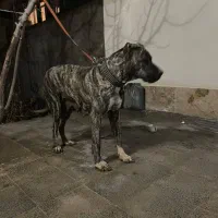 سگ ماده سراب افغان اصیل یک ساله نگهبان|سگ|ساوه, |دیوار