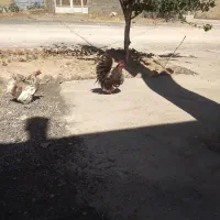 مرغ وخروس مینیاتوری