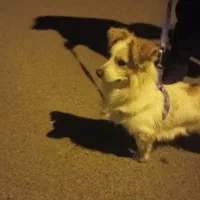 پاپی نر اشپیتز|سگ|گلپایگان, |دیوار