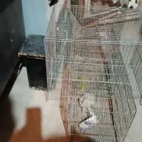 قفس|لوازم جانبی حیوانات|قزوین, |دیوار