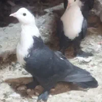 کربلایی پاپر