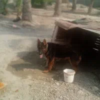 سگ ژرمن شولاین