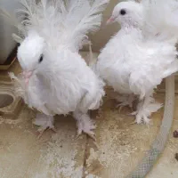 کبوتر تزیینی|پرنده|بیرجند, |دیوار