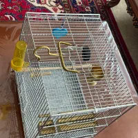 سهره قفس غلامی