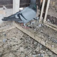 سبز دوخط و سیاه دورگ