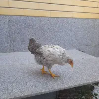جوجه ۳ماهه