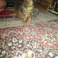 تدی سگ کوچولو|سگ|خشکبیجار, |دیوار