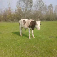 دوراس ورزاکوله سیمین تال وچالوسی|حیوانات مزرعه|آستانه اشرفیه, |دیوار