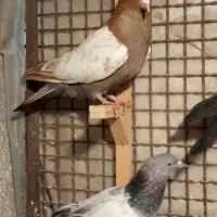 سینه سرخ.سینه سبز