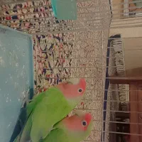 یک جفت طوطی برزیلی