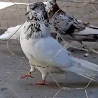 کله برنجی شمرونی نر|پرنده|تهران, گلستان (شهرک راه آهن)|دیوار