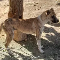 کچوک ماده