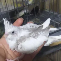 جوجه سرالاکی|پرنده|بندرعباس, |دیوار