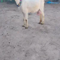 شاه بز دورگ پاکستانی خوشگل درشت وکشیده کل