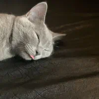 فروش یک عدد گربه نژاددار|گربه|مراغه, |دیوار