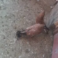 کله ای و طوقی