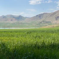اجازمین-آبی-برای-کشت-سیبزمینی