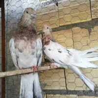 سرول لیمویی|پرنده|قشلاق دشت, |دیوار