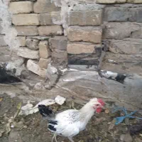 خروس گلین|حیوانات مزرعه|قم, انسجام|دیوار