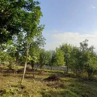 208 متر کاملا مسکونی با نامه بنیاد شفت نصیرمحله|فروش زمین و ملک کلنگی|شفت, |دیوار