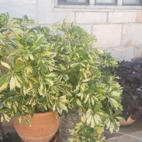 گل طبیعی با گلدان