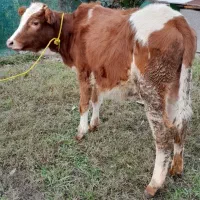 لیشه دورگ سیمینتال گوساله گاو