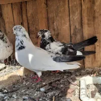 ۱۵ عدد کبوتر یکجا دونه ای ۳۵۰|پرنده|تهران, امیریه|دیوار