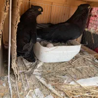 فروش کبوتر ساعت بالا