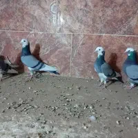 ۷ عدد شازده سبز وسیاه