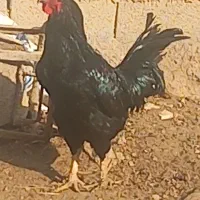 خروس|پرنده|ایلخچی, |دیوار