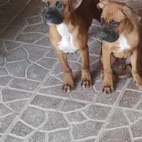 توله سگ باکسر