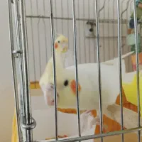 جفت عروس هلندی بالغ|پرنده|گلپایگان, |دیوار