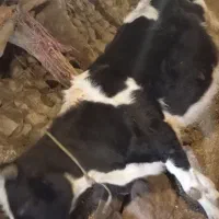 گاو شش داندان یه ماه یه زایمان مونده