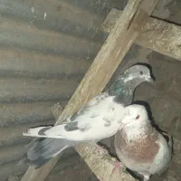 کفتر کلهدار|پرنده|ساوه, |دیوار