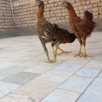 جوجه لاری بزرگ