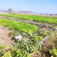 زمین کشاورزی.شهر رودان محله سنگی.خور بنان