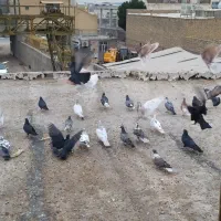 کبوتر تکی جفتی گله ای