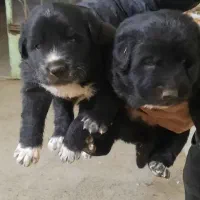 واگذاری توله سگ قدرجونی