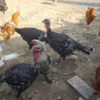 امپراطور و بوقلمون برنز سینه پهن|پرنده|قائمشهر, |دیوار