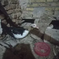 جوجه اردک اسراییلی در همه سنین