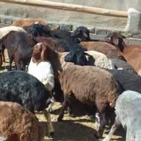 ۲۰راس بره ماده دوبر سبک فروشی....ویک بز دوقلو|حیوانات مزرعه|مشهد, شهرک شهید باهنر|دیوار