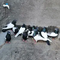 کفتر سینه سیاه وکله سیاه