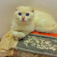 اسکاتیش وگلد وبرتیش|گربه|مشهد, حجاب (شهرک غرب)|دیوار