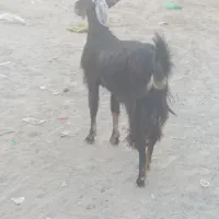 سیستان بلوچستان چابهار کمب للوه مسجد محمد رسول|حیوانات مزرعه|چابهار, |دیوار